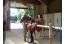 Bungalowpark de Bronzen Emmer Drenthe met paardenstalling en manege VMP019